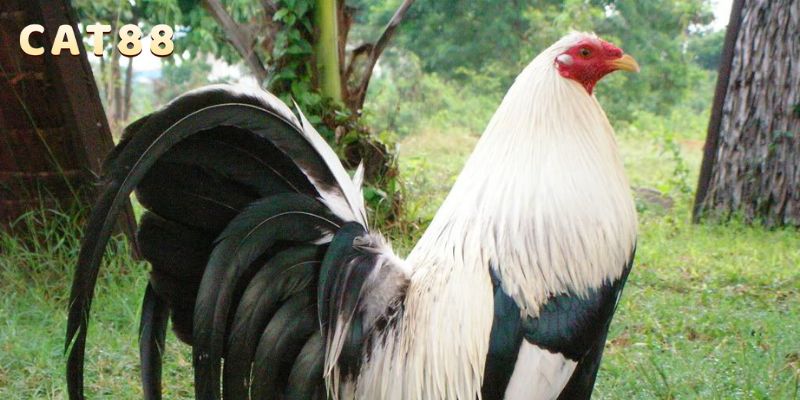 Đá gà CAT88 là điểm đến hoàn hảo cho bạn