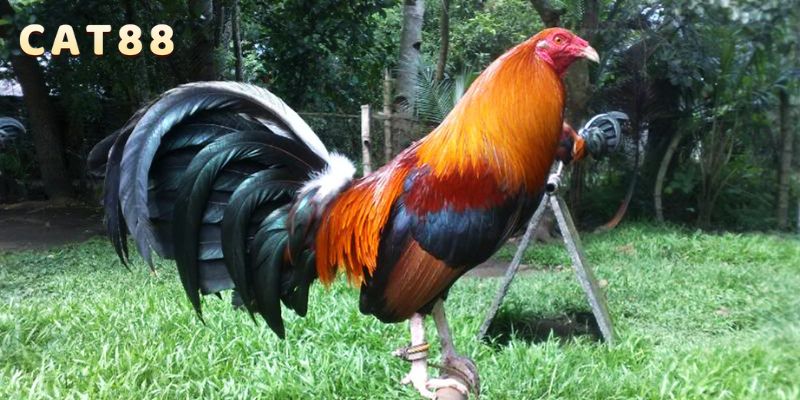 Gà nòi có tinh thần quyết chiến không bỏ