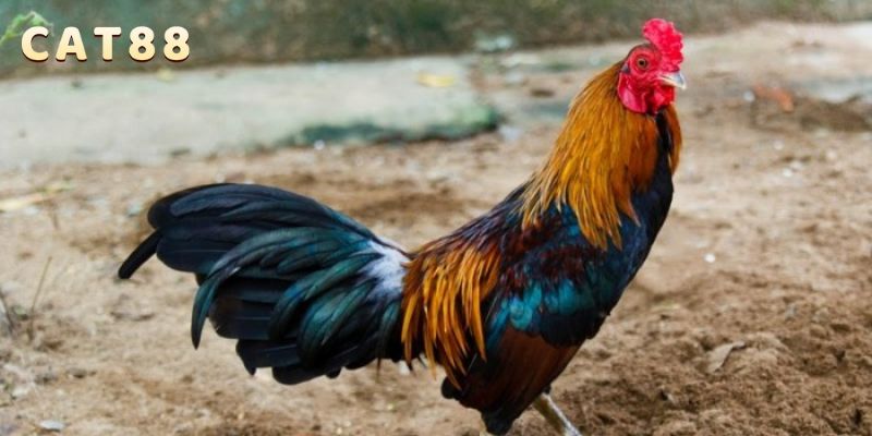 Quan sát lịch sử đối đầu để tăng cơ hội thắng